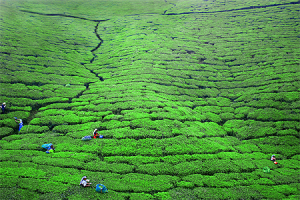 plantationthé-nuwara-eliya-sri-lanka